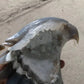 Drusy agate eagle head assorted size