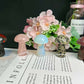 Assorted stone mushroom 2-inch